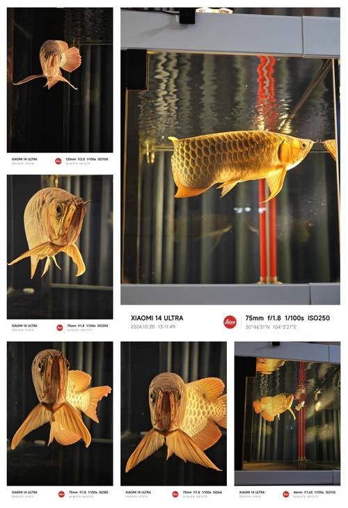 如何預防龍魚側游（如何預防龍魚側游？）
