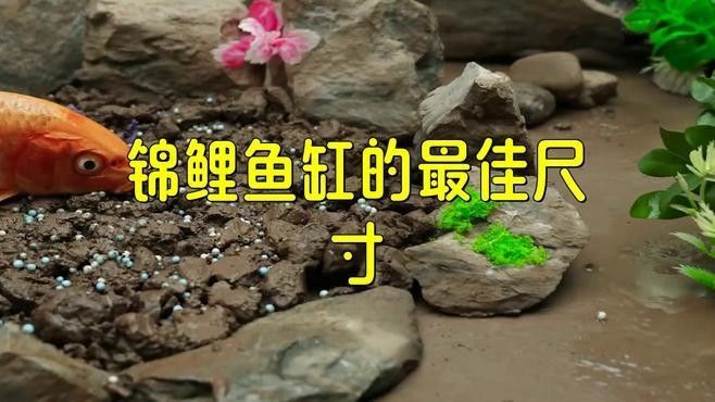 混養火龍魚和錦鯉需要多大的魚缸（養火龍魚和錦鯉需要為這兩種魚類準備合適的魚缸大小）