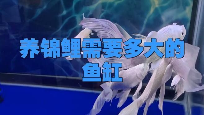 混養火龍魚和錦鯉需要多大的魚缸（養火龍魚和錦鯉需要為這兩種魚類準備合適的魚缸大小）