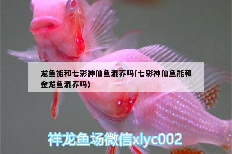 龍魚能和七彩神仙魚混養(yǎng)嗎(七彩神仙魚能和金龍魚混養(yǎng)嗎)