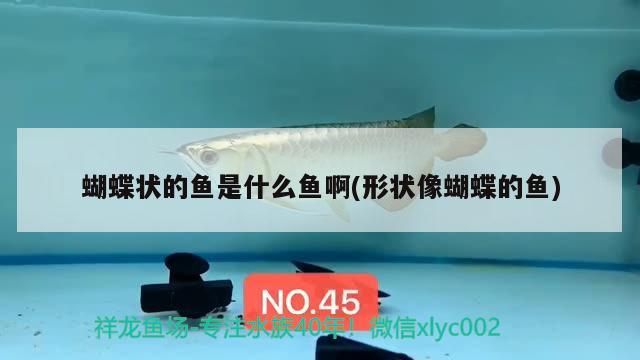 鎮遠縣有哪些知名的龍魚養殖場？（貴州鎮遠縣龍魚養殖場規模一般多大，有哪些聯系方式）