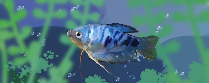 黃曼龍魚多久換一次水？（養(yǎng)曼龍魚多久換一次水，黃曼龍魚多久換一次水合適）