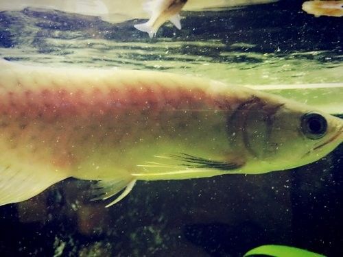 過背金龍七鰭受傷后如何恢復？（過背金龍的背部出現傷痕，可能會面臨恢復的挑戰，養魚小藝）