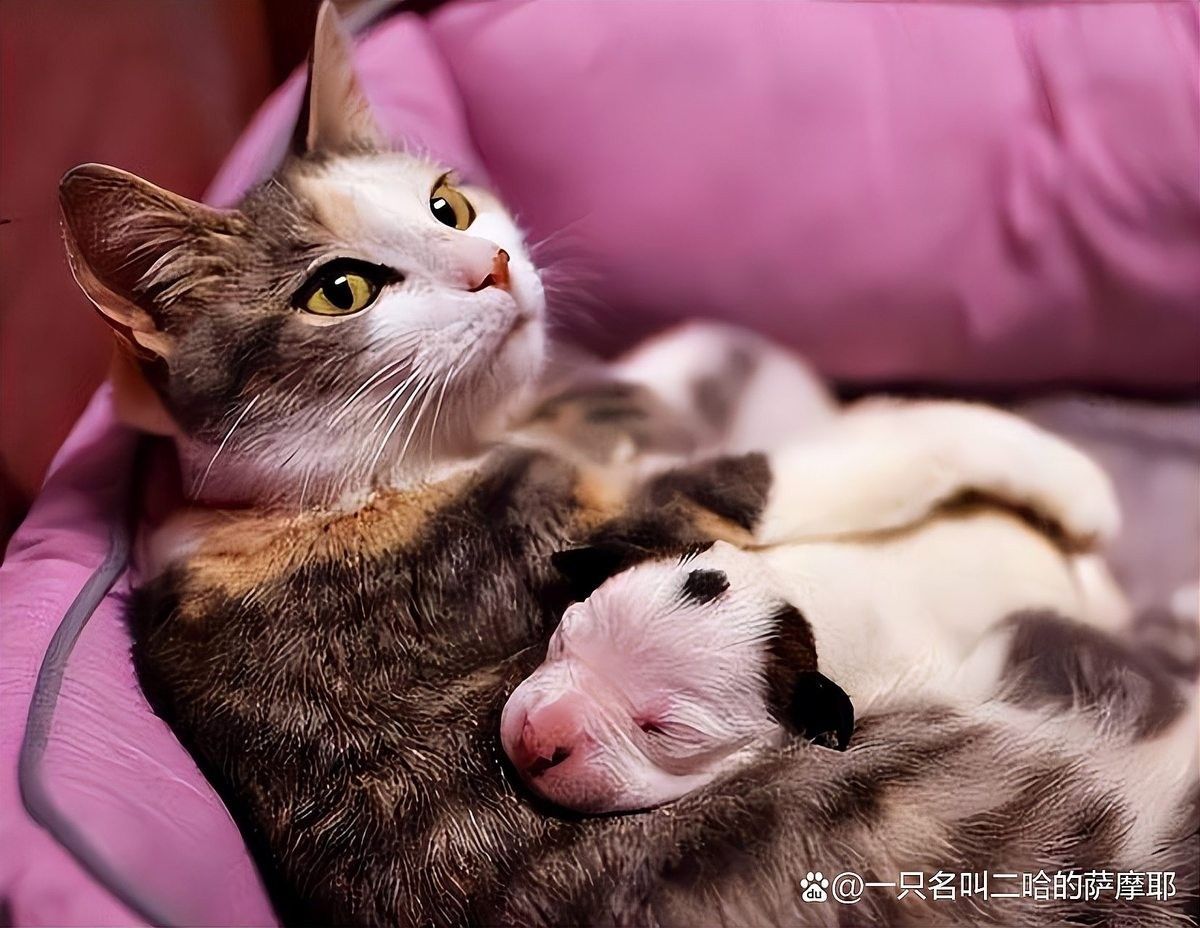 母貓產后多久可以絕育？（母貓生產完多久可以絕育）