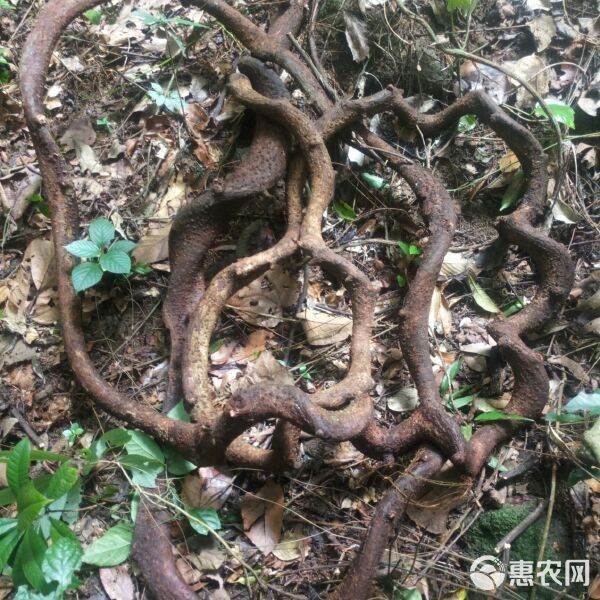 過江龍魚的價格是多少（過江龍魚價格多少錢一條）