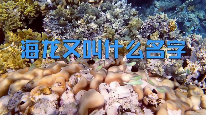如何區分不同品種的海龍魚（如何區分不同品種的海龍魚品種的海龍魚顏色、花紋等方面存在差異） 如何區分不同品種的海龍魚（如何區分不同品種的海龍魚品種的海龍魚顏色、花紋等方面存在差異） 龍魚百科 第5張