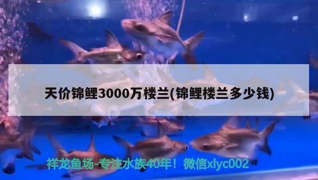 天價錦鯉3000萬樓蘭(錦鯉樓蘭多少錢)（天價錦鯉3000萬樓蘭）
