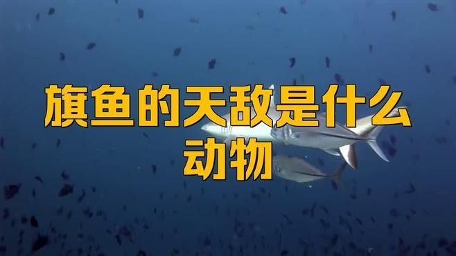 這種魚有哪些天敵？（旗魚的主要天敵包括大型鯊魚、虎鯨、金槍魚和海豚） 這種魚有哪些天敵？（旗魚的主要天敵包括大型鯊魚、虎鯨、金槍魚和海豚） 龍魚百科 第1張