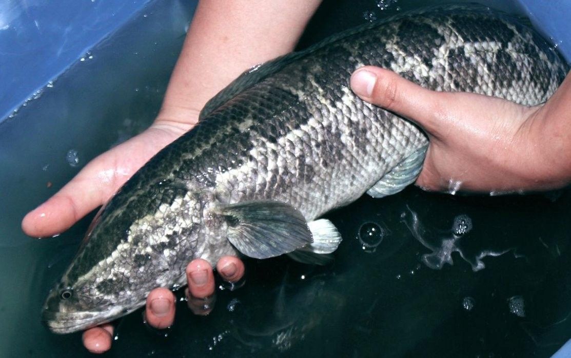 這種魚有哪些天敵？（旗魚的主要天敵包括大型鯊魚、虎鯨、金槍魚和海豚） 這種魚有哪些天敵？（旗魚的主要天敵包括大型鯊魚、虎鯨、金槍魚和海豚） 龍魚百科 第5張