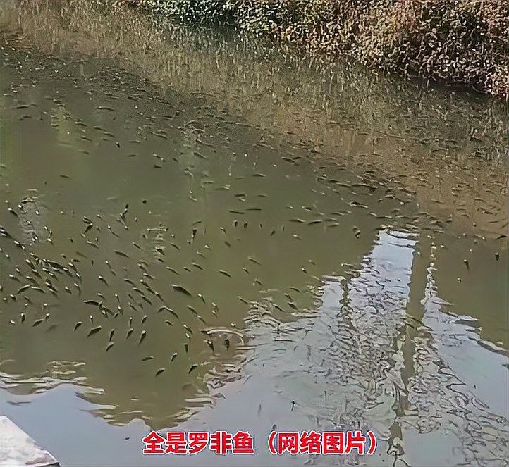這種魚有哪些天敵？（旗魚的主要天敵包括大型鯊魚、虎鯨、金槍魚和海豚） 這種魚有哪些天敵？（旗魚的主要天敵包括大型鯊魚、虎鯨、金槍魚和海豚） 龍魚百科 第3張
