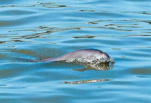 這種魚有哪些天敵？（旗魚的主要天敵包括大型鯊魚、虎鯨、金槍魚和海豚） 這種魚有哪些天敵？（旗魚的主要天敵包括大型鯊魚、虎鯨、金槍魚和海豚） 龍魚百科 第6張