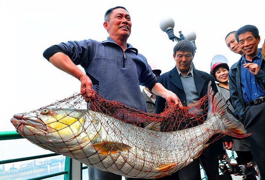 這種魚有哪些天敵？（旗魚的主要天敵包括大型鯊魚、虎鯨、金槍魚和海豚） 這種魚有哪些天敵？（旗魚的主要天敵包括大型鯊魚、虎鯨、金槍魚和海豚） 龍魚百科 第7張