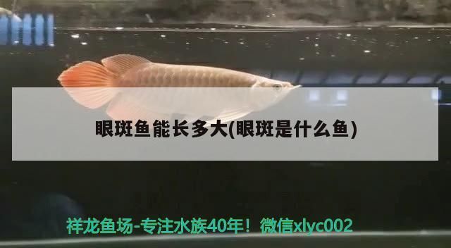 眼斑魚能長(zhǎng)多大(眼斑是什么魚)（什么是眼斑魚）