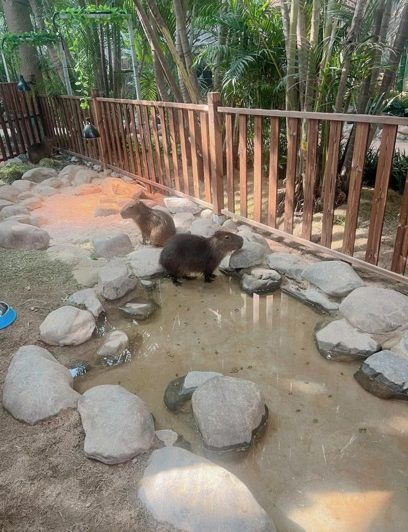 岳麓哪個水族館龍魚好？祥龍魚場龍魚（岳麓區祥龍魚場）
