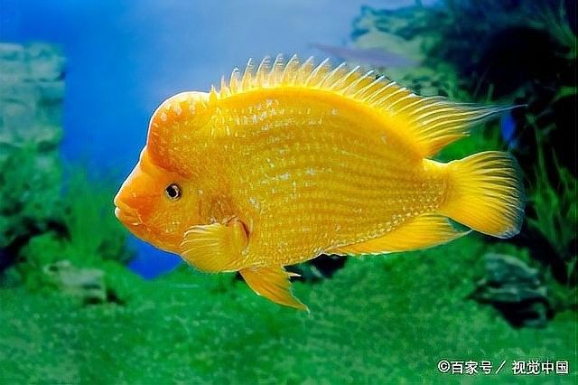 龍魚打架受傷會自愈嗎？（觀賞魚打架受傷后能自己愈合嗎觀賞魚打架原因及解決方案）