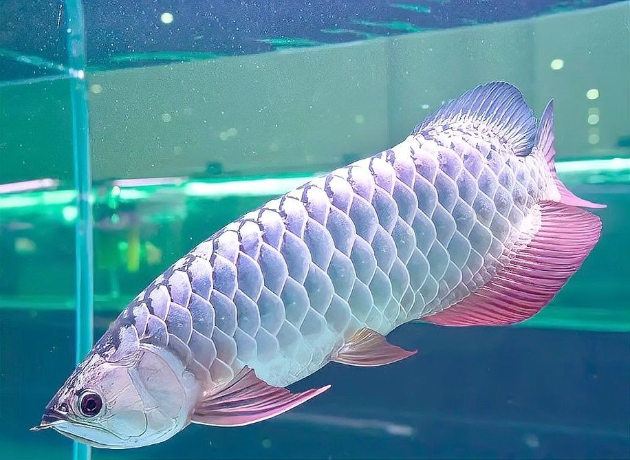 龍魚打架受傷會自愈嗎？（觀賞魚打架受傷后能自己愈合嗎觀賞魚打架原因及解決方案）