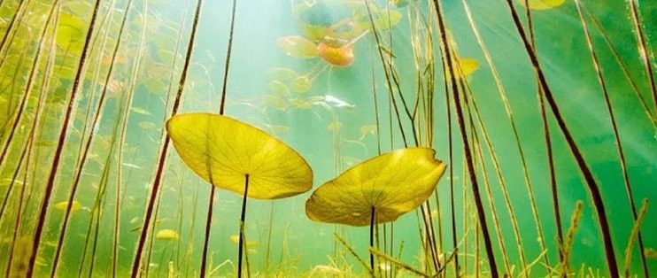 龍魚缸造景需要哪些材料（藍里個藍龍魚缸造景大揭秘小而美也能游刃有余飯飯不饞）