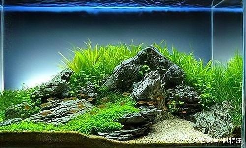 龍魚缸造景需要哪些材料（藍里個藍龍魚缸造景大揭秘小而美也能游刃有余飯飯不饞）