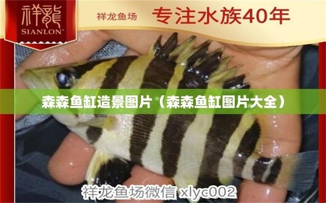 淘寶哪家龍魚比較好賣（淘寶哪家龍魚比較好賣的）（淘寶上購買龍魚時要仔細檢查龍魚的身體狀況，淘寶哪家好賣）