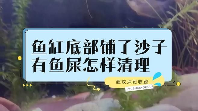 如何清洗和更換龍魚缸底沙？（養魚說，魚缸底沙清洗技巧大公開，如何保持水質健康青蔥學苑）