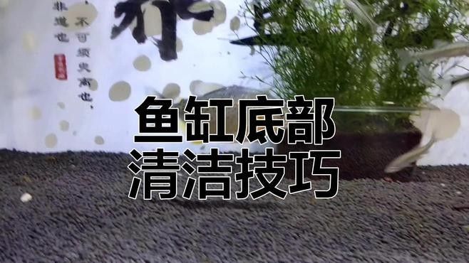 如何清洗和更換龍魚缸底沙？（養魚說，魚缸底沙清洗技巧大公開，如何保持水質健康青蔥學苑）
