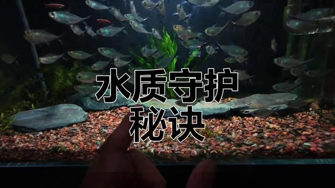 如何清洗和更換龍魚缸底沙？（養魚說，魚缸底沙清洗技巧大公開，如何保持水質健康青蔥學苑）