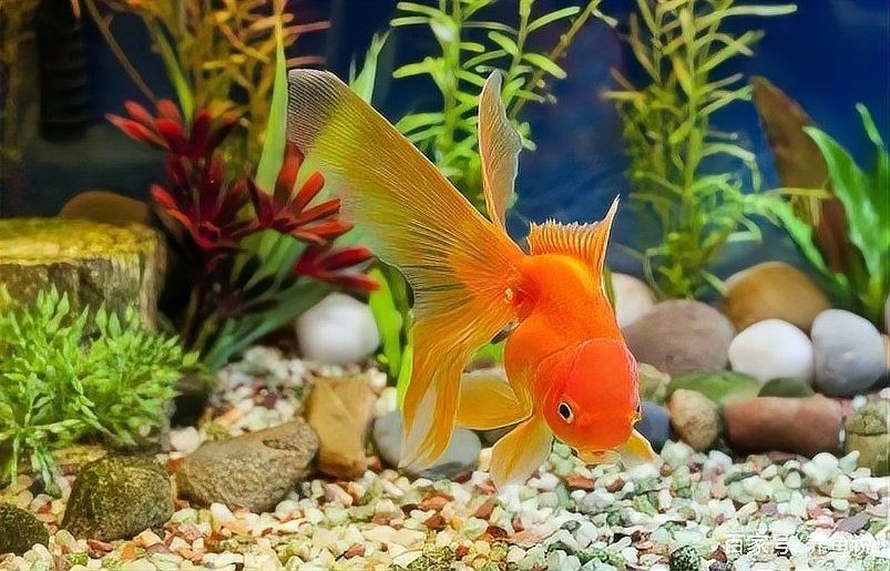 如何清洗和更換龍魚缸底沙？（養魚說，魚缸底沙清洗技巧大公開，如何保持水質健康青蔥學苑）