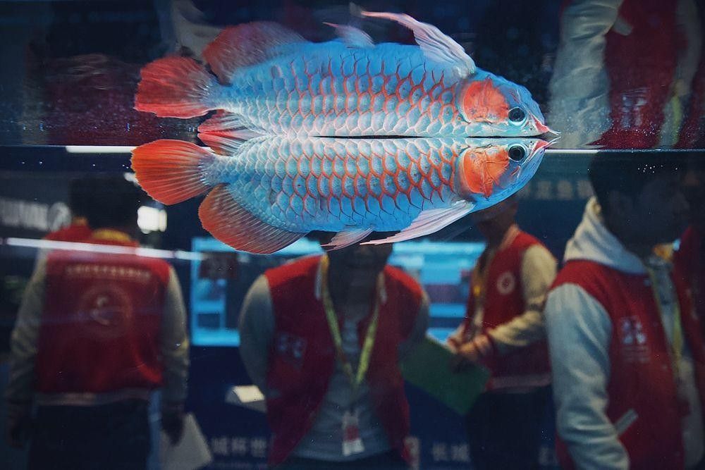 鄉寧龍魚屬于什么檔次（鄉寧龍魚有哪些獨特的品種，）