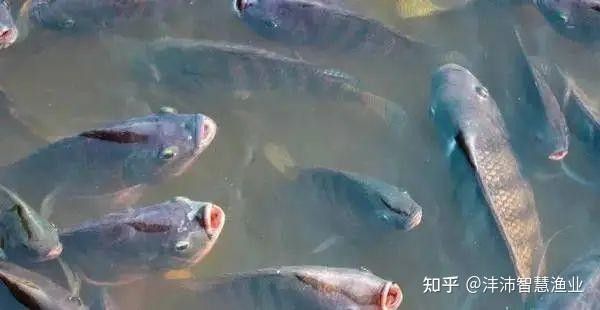 金龍魚嘴一張一合是正常現象嗎（金龍魚嘴部一直一張一合怎么回事）