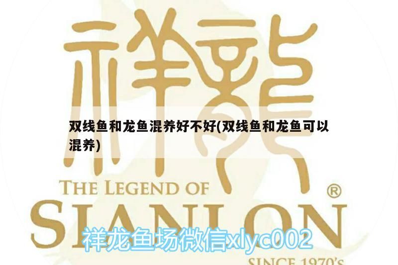 雙線魚和龍魚混養(yǎng)好不好(雙線魚和龍魚可以混養(yǎng))（雙線魚和龍魚可以混養(yǎng)嗎？）