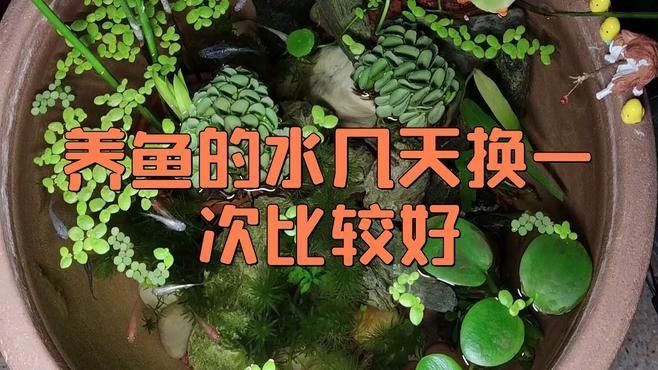 金龍魚換缸后多久換一次水？（金龍魚換缸后多久換一次水寵物指南） 金龍魚換缸后多久換一次水？（金龍魚換缸后多久換一次水寵物指南） 龍魚百科 第5張