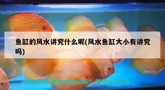 藍曼龍和黃曼龍出的小魚什么顏色，斗魚可以和藍曼龍混養嗎（斗魚可以和藍曼龍混養嗎）