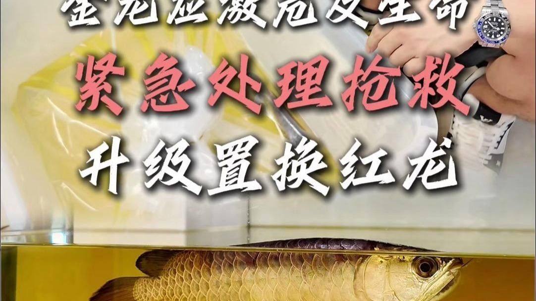 龍魚喂食不吃（魚喂食不吃可能是由多種原因造成的，以下原因和相應(yīng)的解決方法）