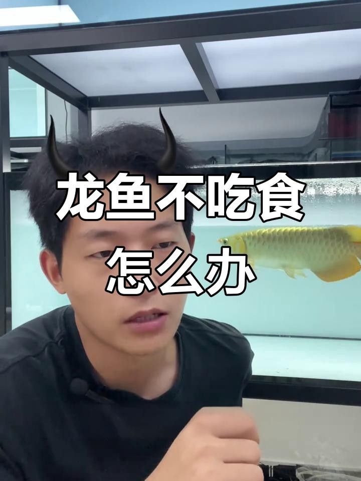 龍魚喂食不吃（魚喂食不吃可能是由多種原因造成的，以下原因和相應(yīng)的解決方法）