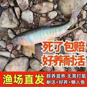 觀賞魚什么魚最好養不打氧不加溫可以混養（如何選擇觀賞魚？）