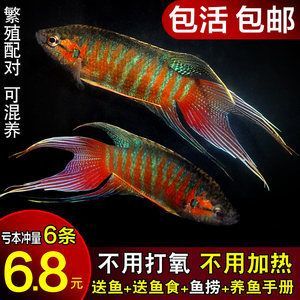 觀賞魚什么魚最好養不打氧不加溫可以混養（如何選擇觀賞魚？）