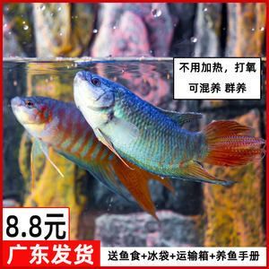 觀賞魚什么魚最好養不打氧不加溫可以混養（如何選擇觀賞魚？）