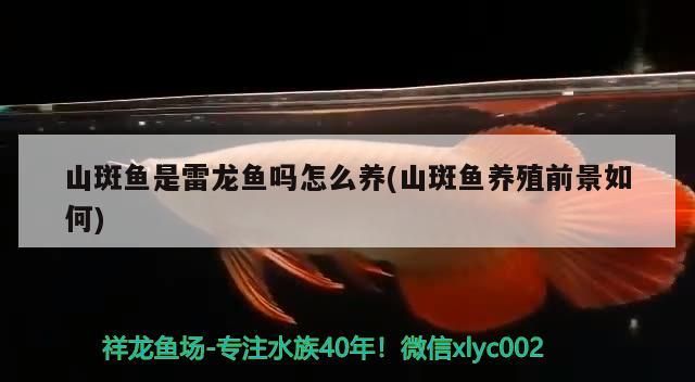 山斑魚(yú)是雷龍魚(yú)嗎怎么養(yǎng)(山斑魚(yú)養(yǎng)殖前景如何)（山斑魚(yú)是雷龍魚(yú)嗎）