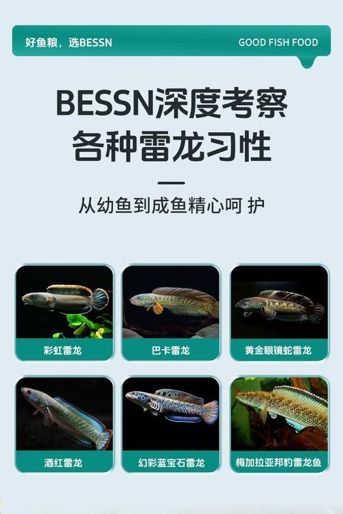 如何選擇適合雷龍魚的增色飼料（雷龍魚喂養全攻略）