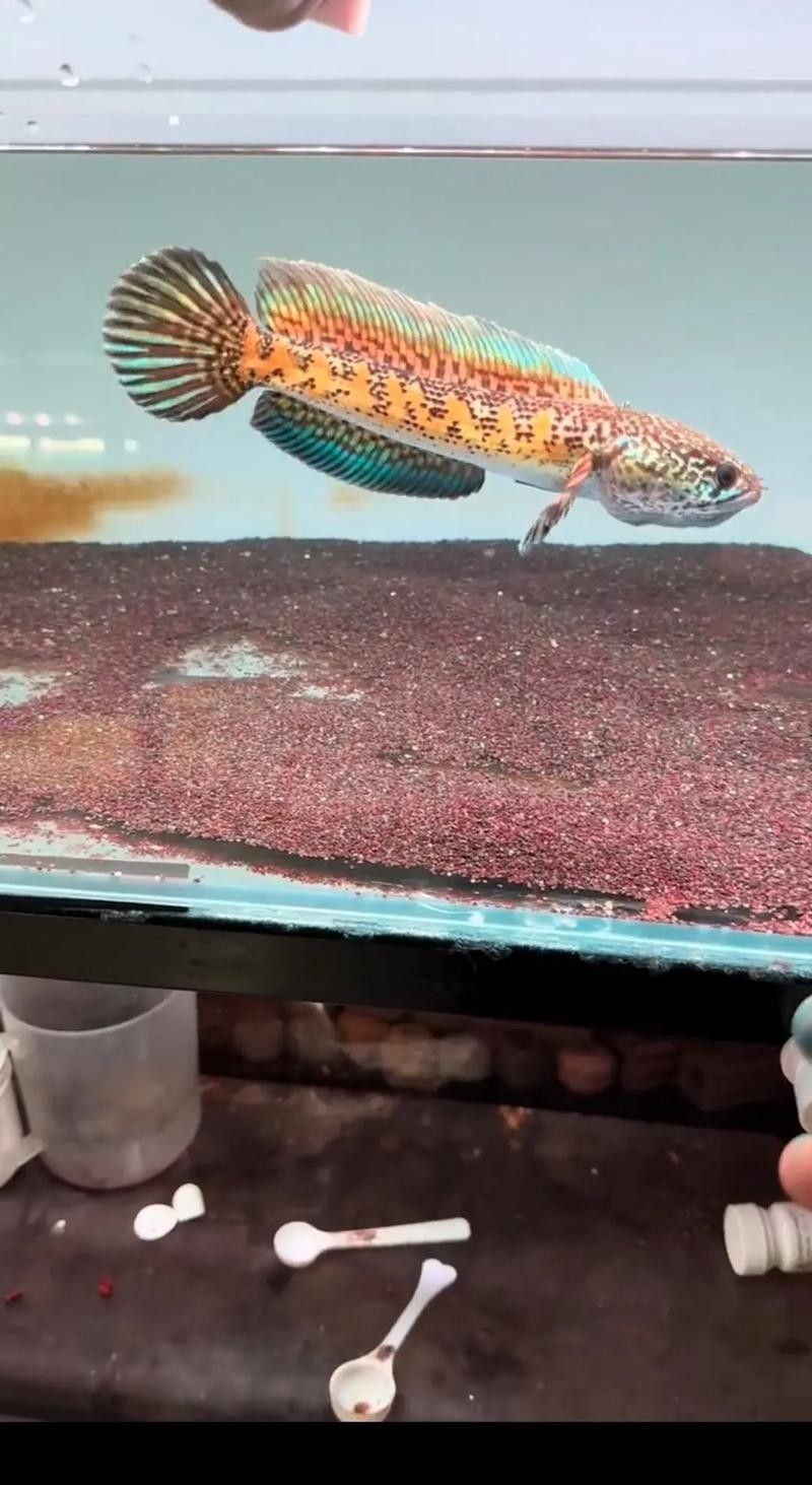 如何選擇適合雷龍魚的增色飼料（雷龍魚喂養全攻略）