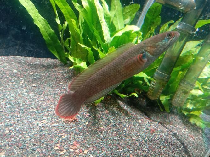 如何選擇適合雷龍魚的增色飼料（雷龍魚喂養全攻略）