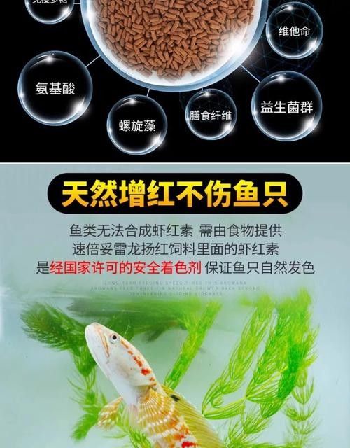 如何選擇適合雷龍魚的增色飼料（雷龍魚喂養全攻略）