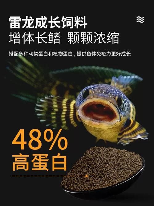 如何選擇適合雷龍魚的增色飼料（雷龍魚喂養全攻略）