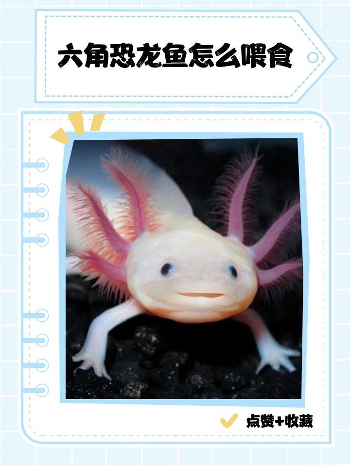 六角恐龍魚成年后多久喂一次（六角恐龍魚喂養秘籍，六角恐龍魚喂食指南）