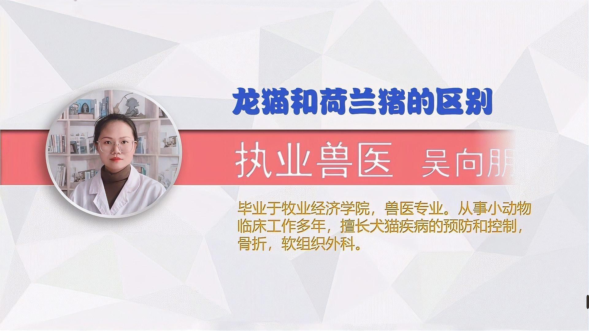 龍貓和荷蘭豬哪個更聰明（探討龍貓和荷蘭豬哪個更聰明）