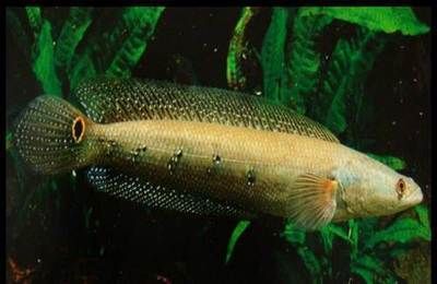 龍魚游不動了怎么辦(龍魚游不下去)