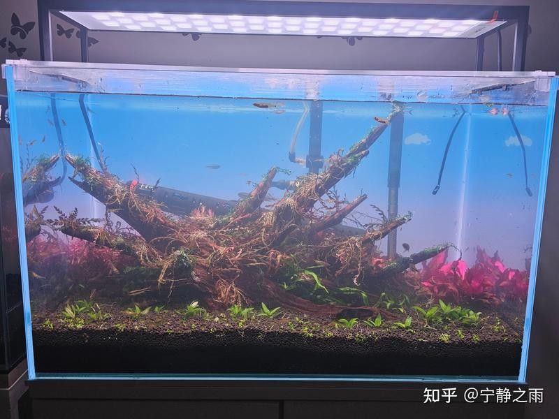 龍魚混養(yǎng)水草需要哪些特殊設(shè)備？（魚混養(yǎng)水草需要特殊的設(shè)備來(lái)確保水質(zhì)的穩(wěn)定和適宜）