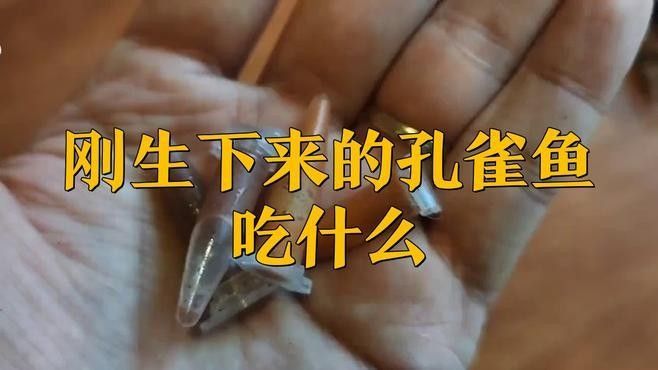 孔雀魚產后需要投喂什么食物（孔雀魚產后需要投喂哪些食物）