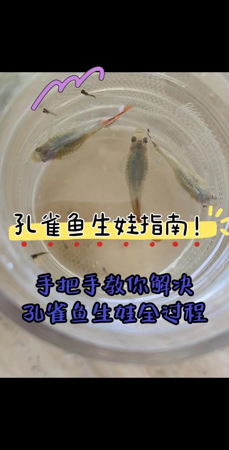 孔雀魚產后需要投喂什么食物（孔雀魚產后需要投喂哪些食物）