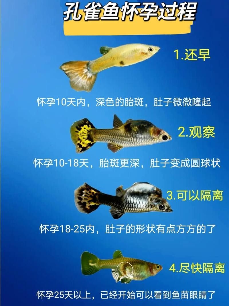 孔雀魚產后需要投喂什么食物（孔雀魚產后需要投喂哪些食物）